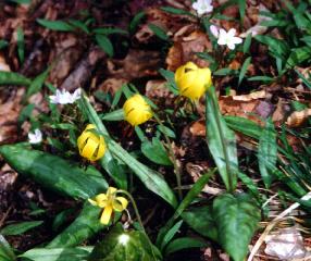 yellow lady slippers